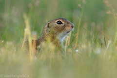 79 Ziesel - Spermophilus citellus